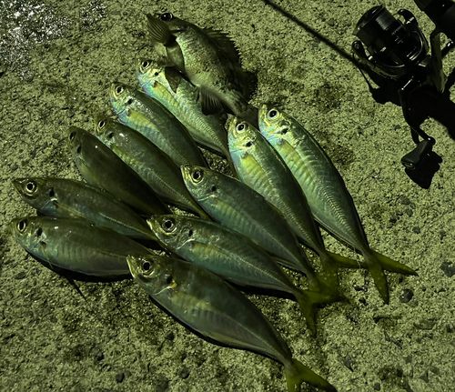 アジの釣果