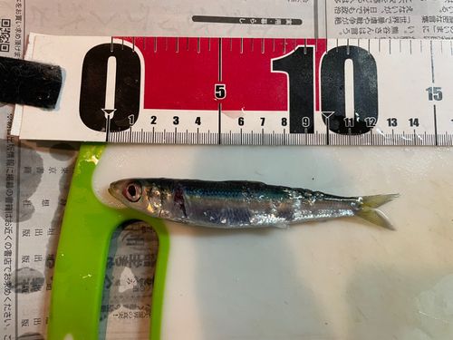 イワシの釣果