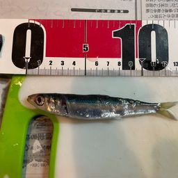 イワシ