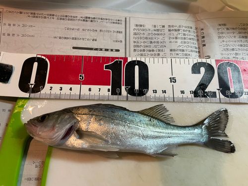 布良港