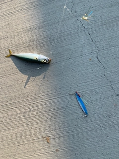 サバの釣果