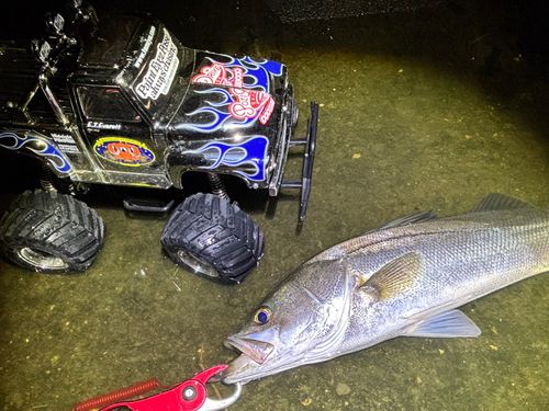 シーバスの釣果