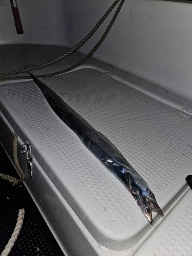 タチウオの釣果