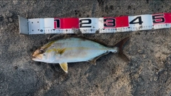 ショゴの釣果