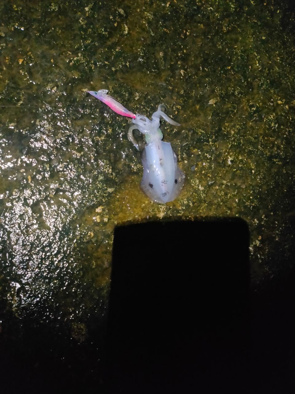 アオリイカ