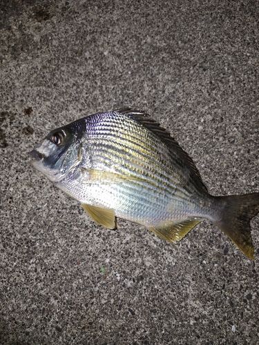 ヘダイの釣果