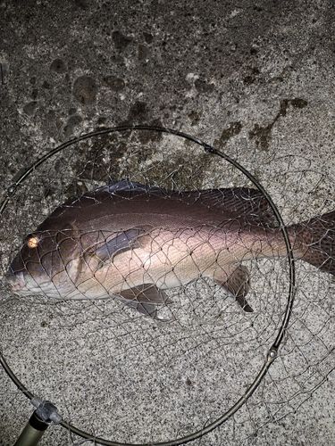 コロダイの釣果