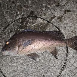 コロダイ