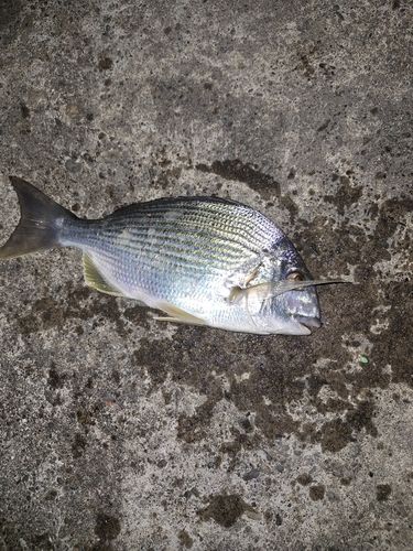 ヘダイの釣果