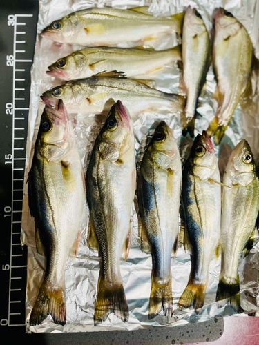 フッコ（マルスズキ）の釣果