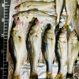 フッコ（マルスズキ）