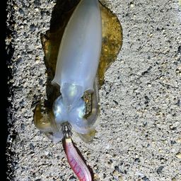 アオリイカ