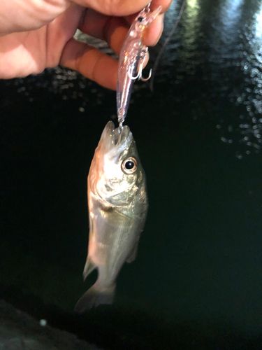 セイゴ（マルスズキ）の釣果