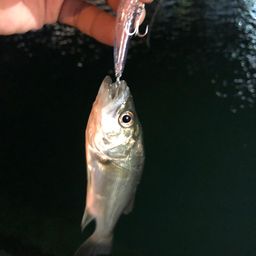 セイゴ（マルスズキ）