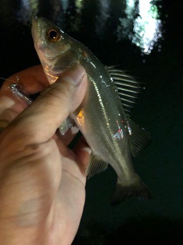 セイゴ（マルスズキ）の釣果