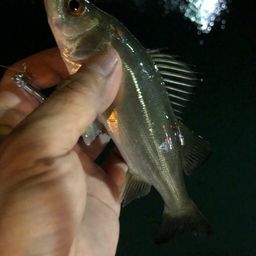 セイゴ（マルスズキ）