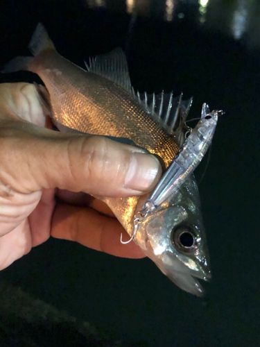 セイゴ（ヒラスズキ）の釣果
