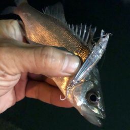 セイゴ（ヒラスズキ）