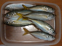 アジの釣果