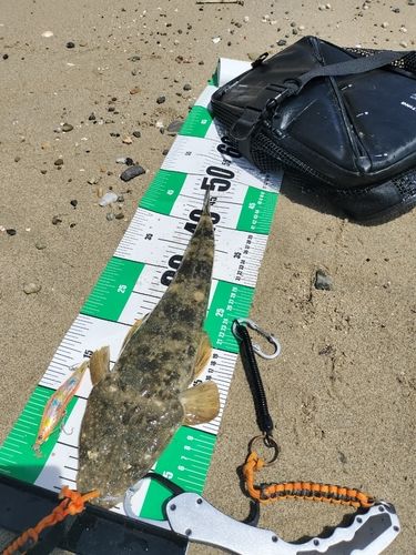 マゴチの釣果