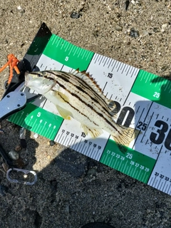 シマイサキの釣果
