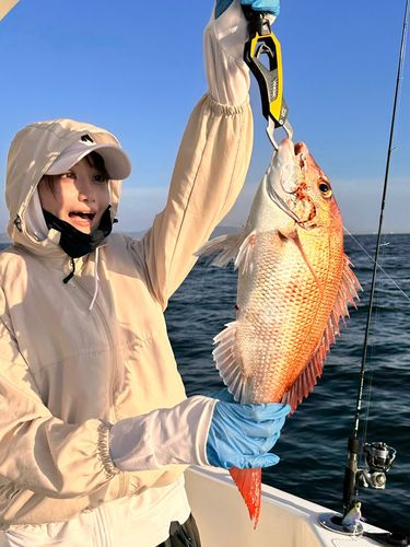 マダイの釣果
