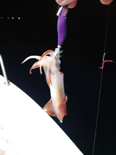 ケンサキイカの釣果
