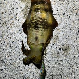 アオリイカ