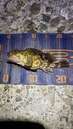 カサゴの釣果