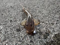 クロソイの釣果