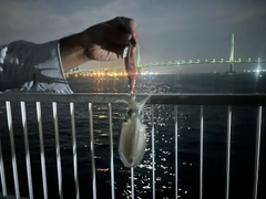 シリヤケイカの釣果