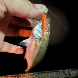 アジ