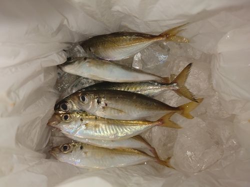 三陸海岸（岩手）