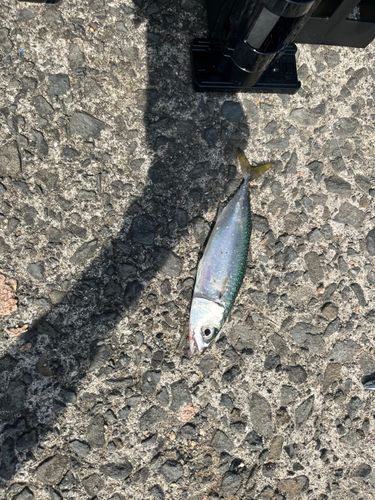 泉佐野食品コンビナート