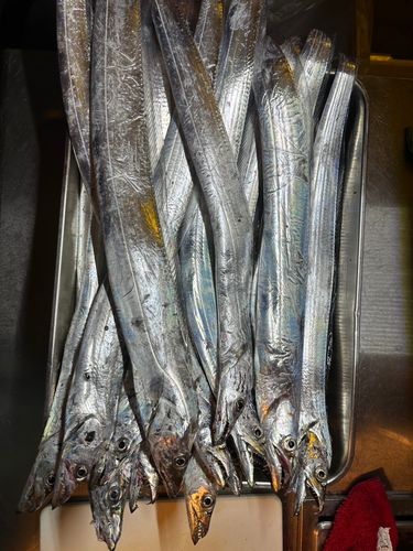 タチウオの釣果
