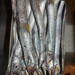 タチウオ