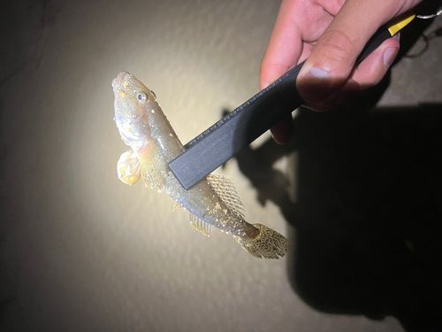 ハゼの釣果