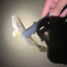 ハゼ