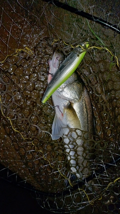 フッコ（マルスズキ）の釣果