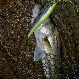 フッコ（マルスズキ）