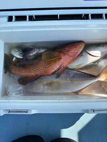 キジハタの釣果