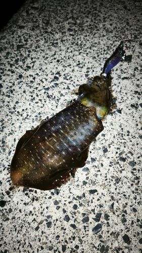 アオリイカの釣果