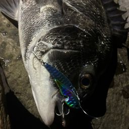 クロダイ