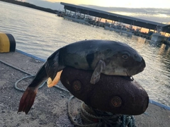 フグの釣果