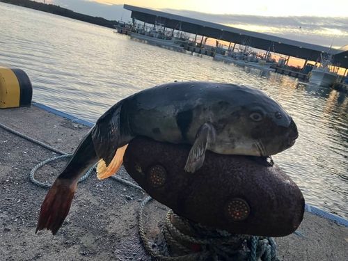 フグの釣果