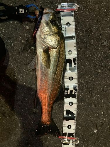 スズキの釣果