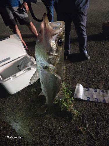 敦賀湾