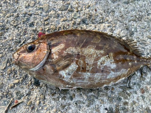 アイゴの釣果