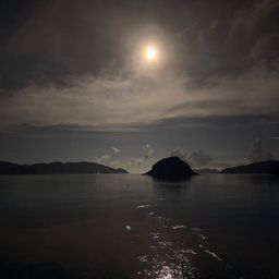 アオリイカ