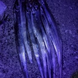 タチウオ